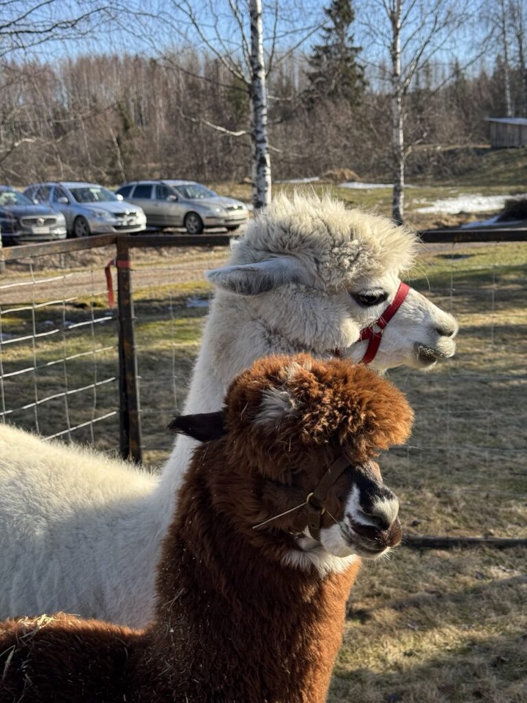 photo_5260328738891699146_y