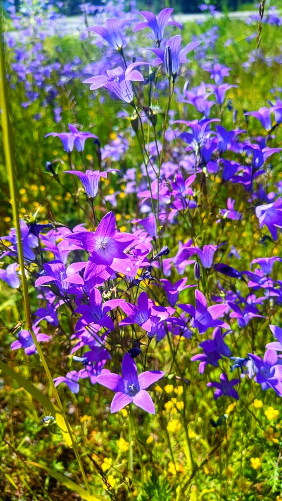 IMG20250702123532-EFFECTS