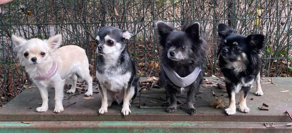 orca-image-208952653