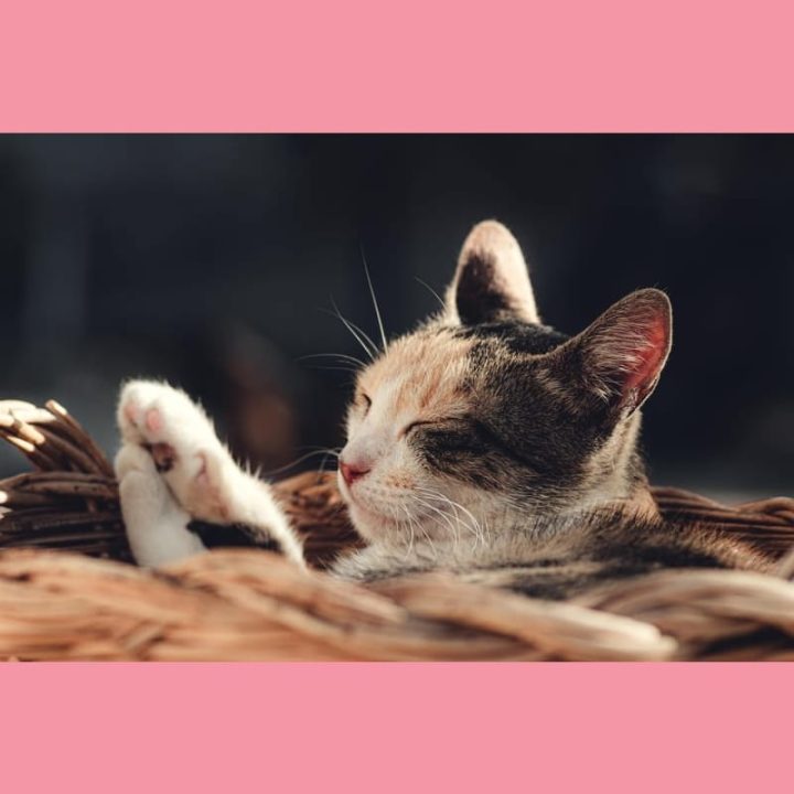 Piirros verkkoyhteisöstä ja kommenteista useilla näytöillä, symboloiden WordPress-bloggausta.