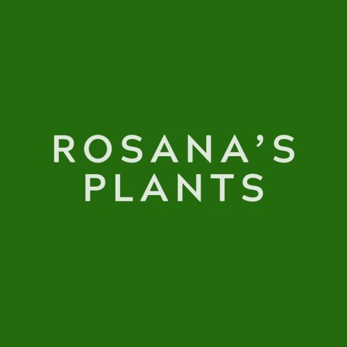 ROSANAS-PLANTS